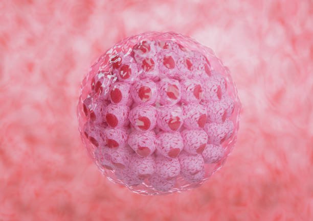 Blastocyst Culture